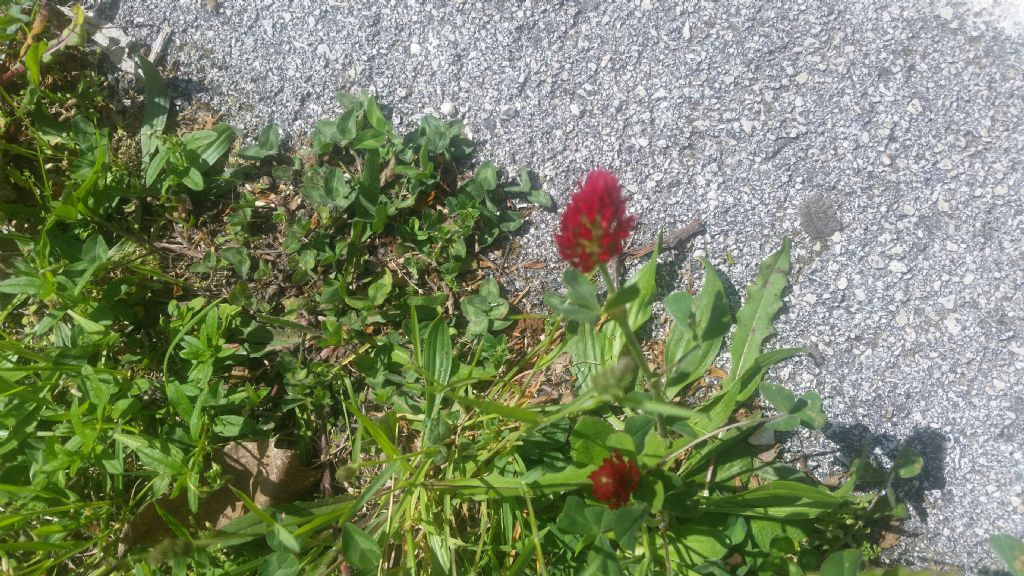 Trifolium incarnatum (Fabaceae)